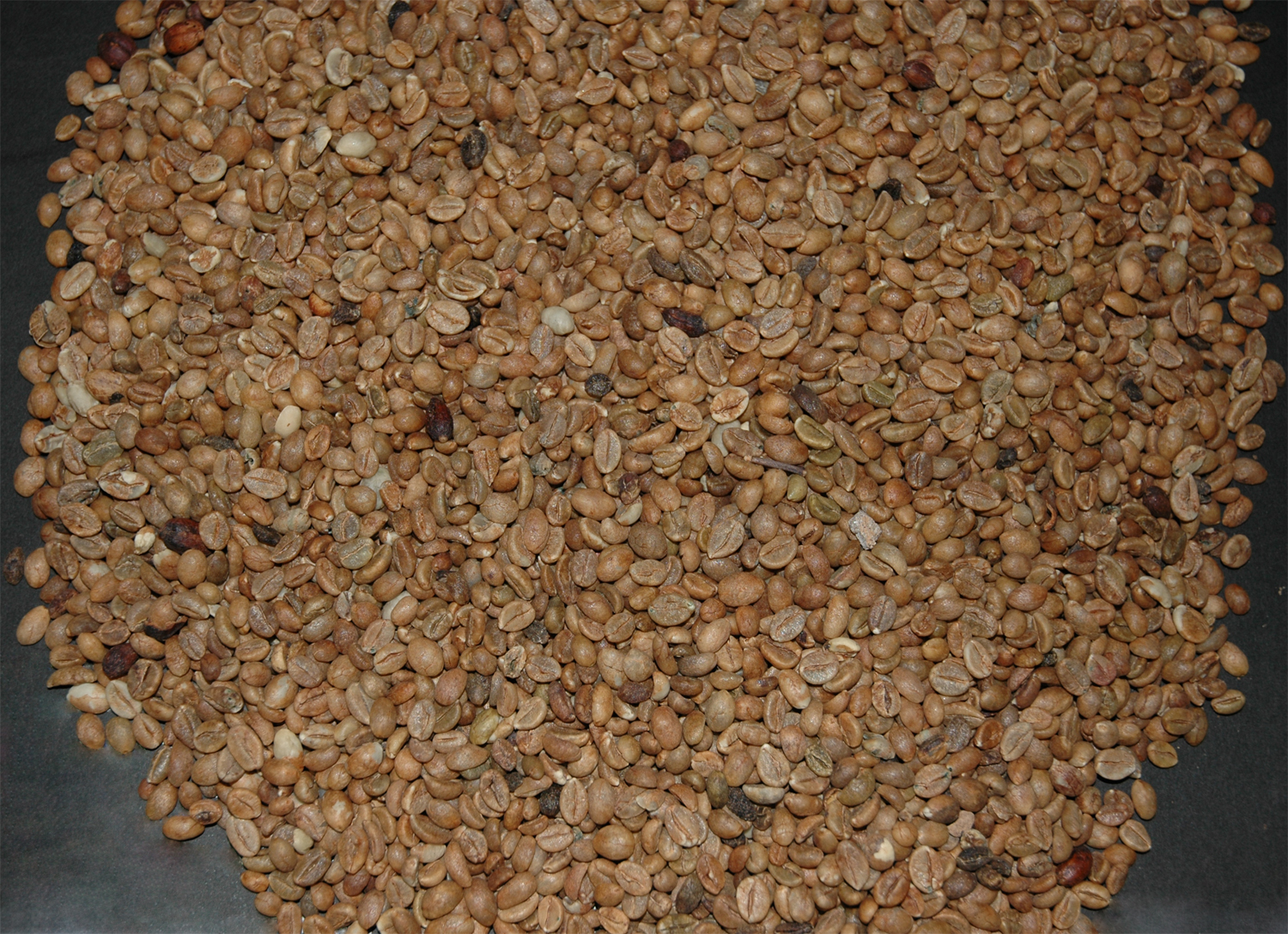 robusta coffee beans